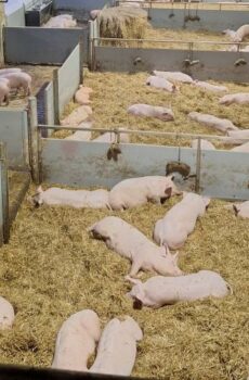 VARAUS Paijan Pihattopossun tuoresuolattu 9-10 kg luuton kinkku 17,90 €/kg