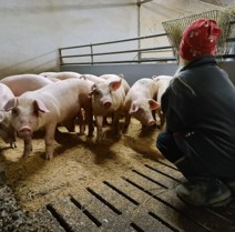 VARAUS Pelkolan Kartanon tuoresuolattu 3-4 kg luuton kinkku 16,90 €/kg